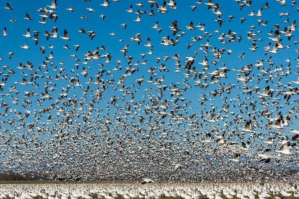 Washington State-Skagit Valley Lesser snow geese flock takeoff